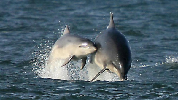 Dolphin battery pack1.png